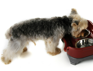 Pet Stainless Steel Splash-Proof Tray Bowls