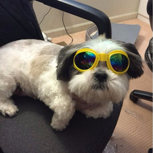 PETSQUARES Foldable Sunglasses for Dogs