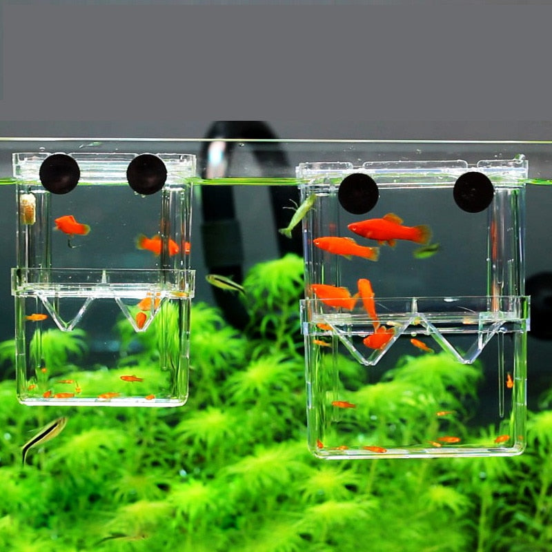 Double-Deck Clear Fish Breeding Isolation Box - PetSquares